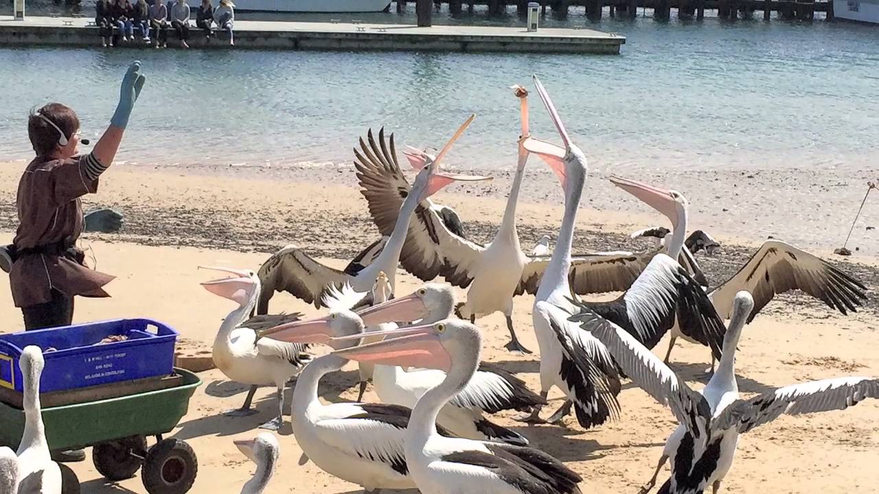 Exceptional Phillip Island Area Tours
